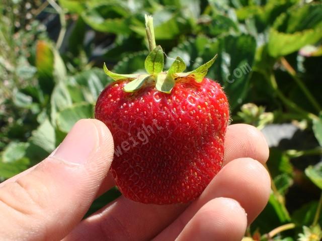 Strawberries starberries farm organic fresh fruit