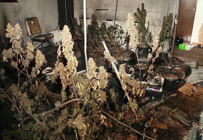 Even Medical Pot cultivation can start house fires