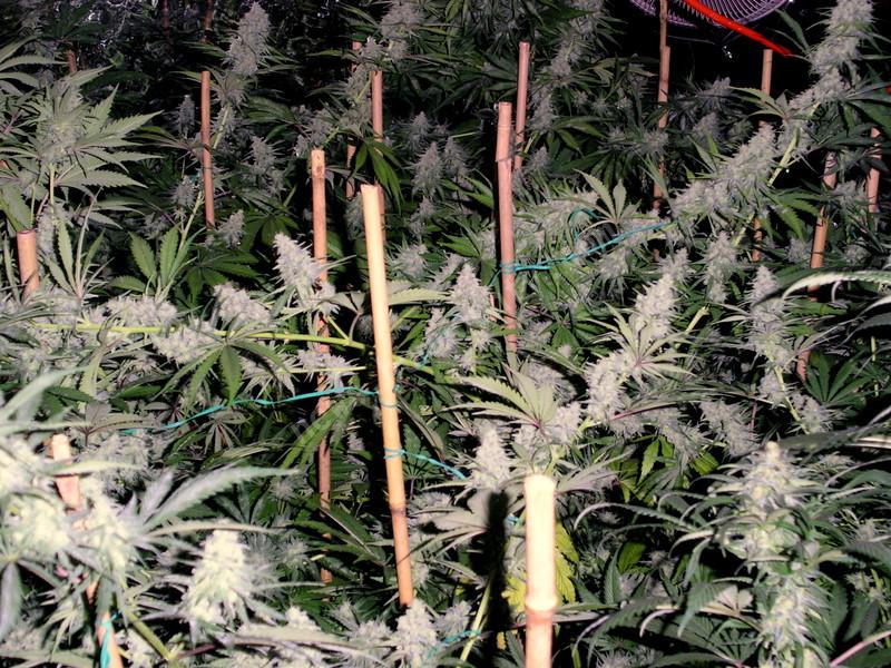 Trainwreck Marijuana is Grown Medicinally indoors Humboldt County