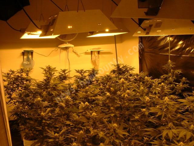 A glimpse into an Arcata indoor medical pot grow operation