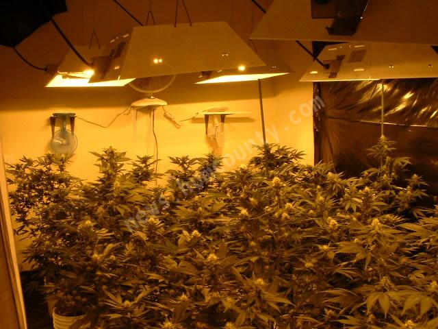 Growing Room