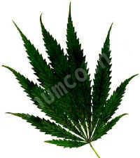Green Marijuana In Humboldt County