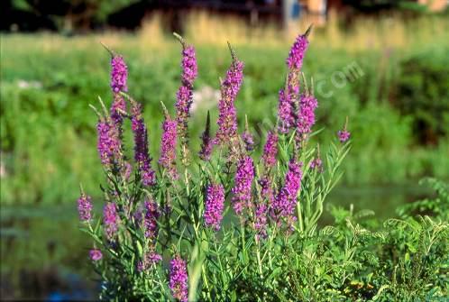 Invasive Weed Species Purple Loosestrife