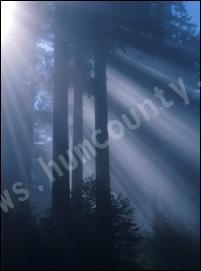Redwoods in the foggy forests of Humboldt County